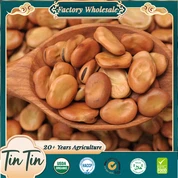 प्रतिस्पर्धी मूल्य के साथ उच्च गुणवत्ता वाली ब्रॉड बीन्स