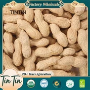 खोल में छोटी जापानी मूंगफली